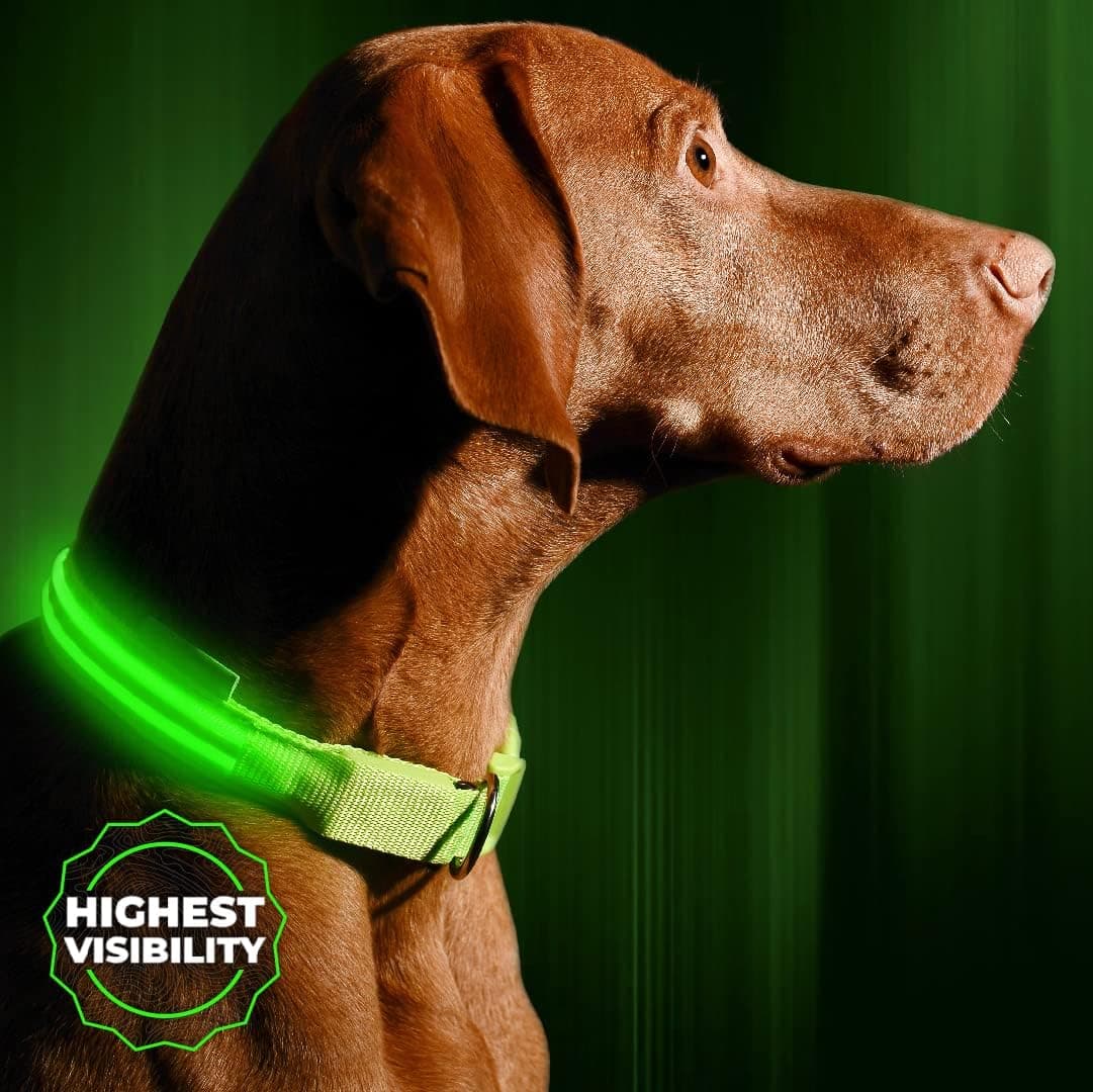 Illumiseen USB-Rechargeable LED Dog Collar