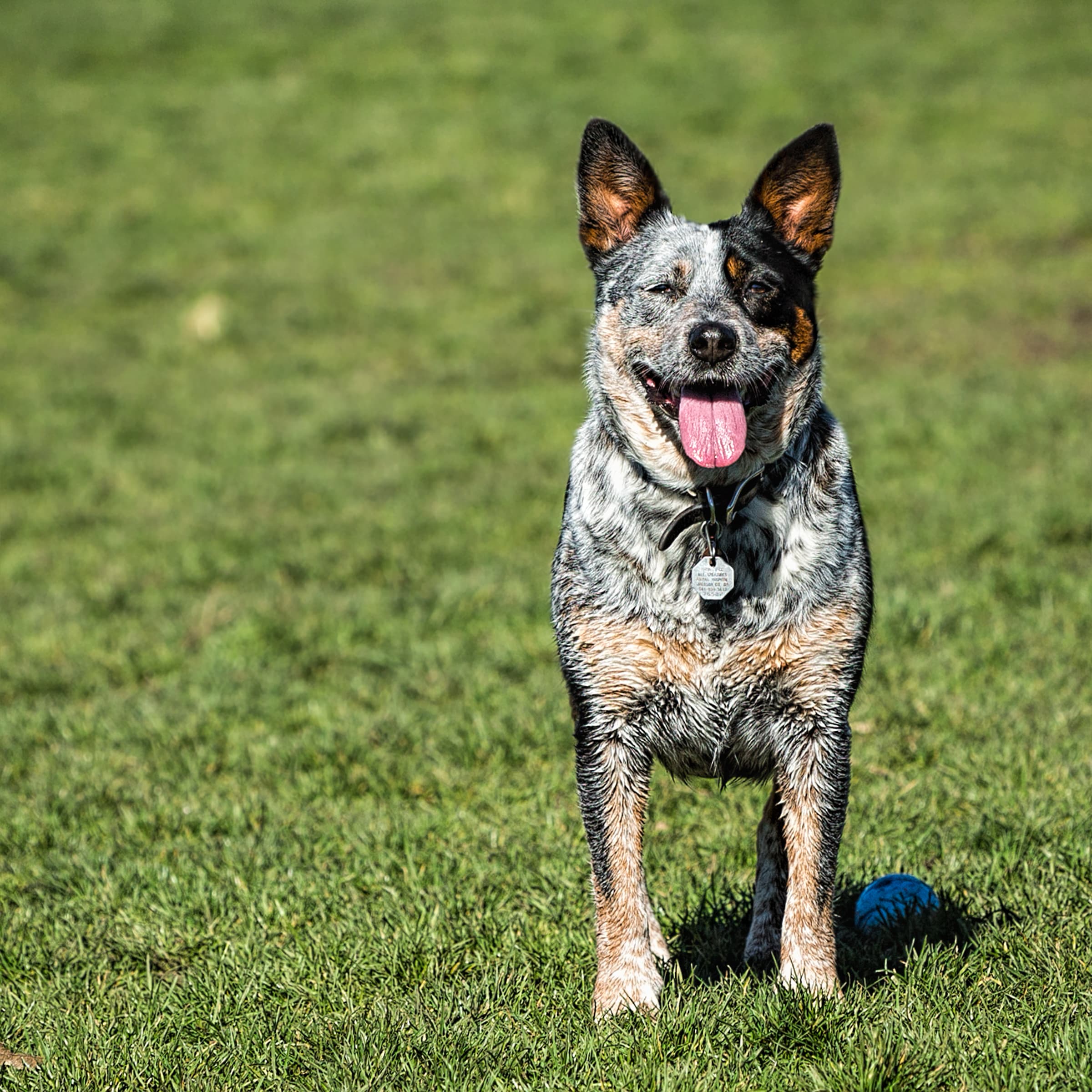 Ashland Dog Park dog park in Ashland, OR