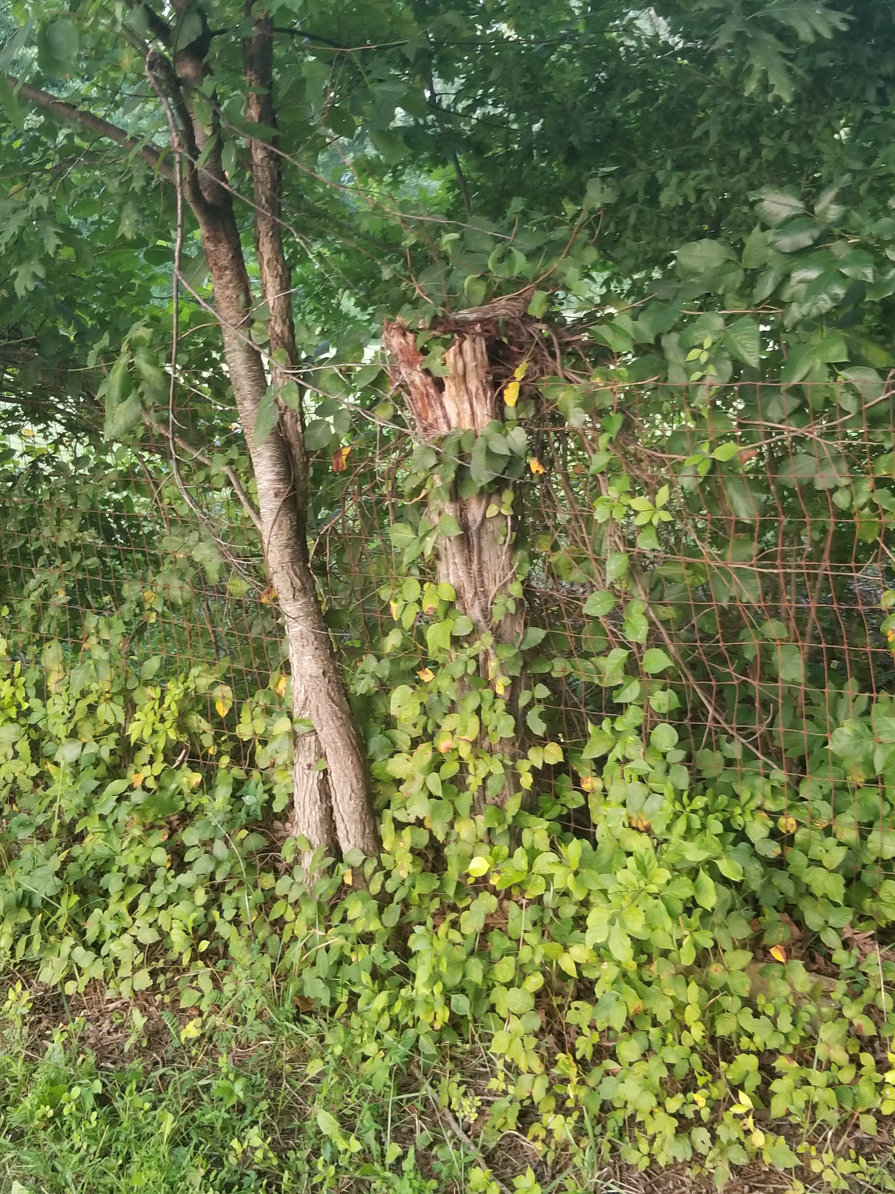 Dog Park at East County Park dog park in Warren, NJ — photo 3
