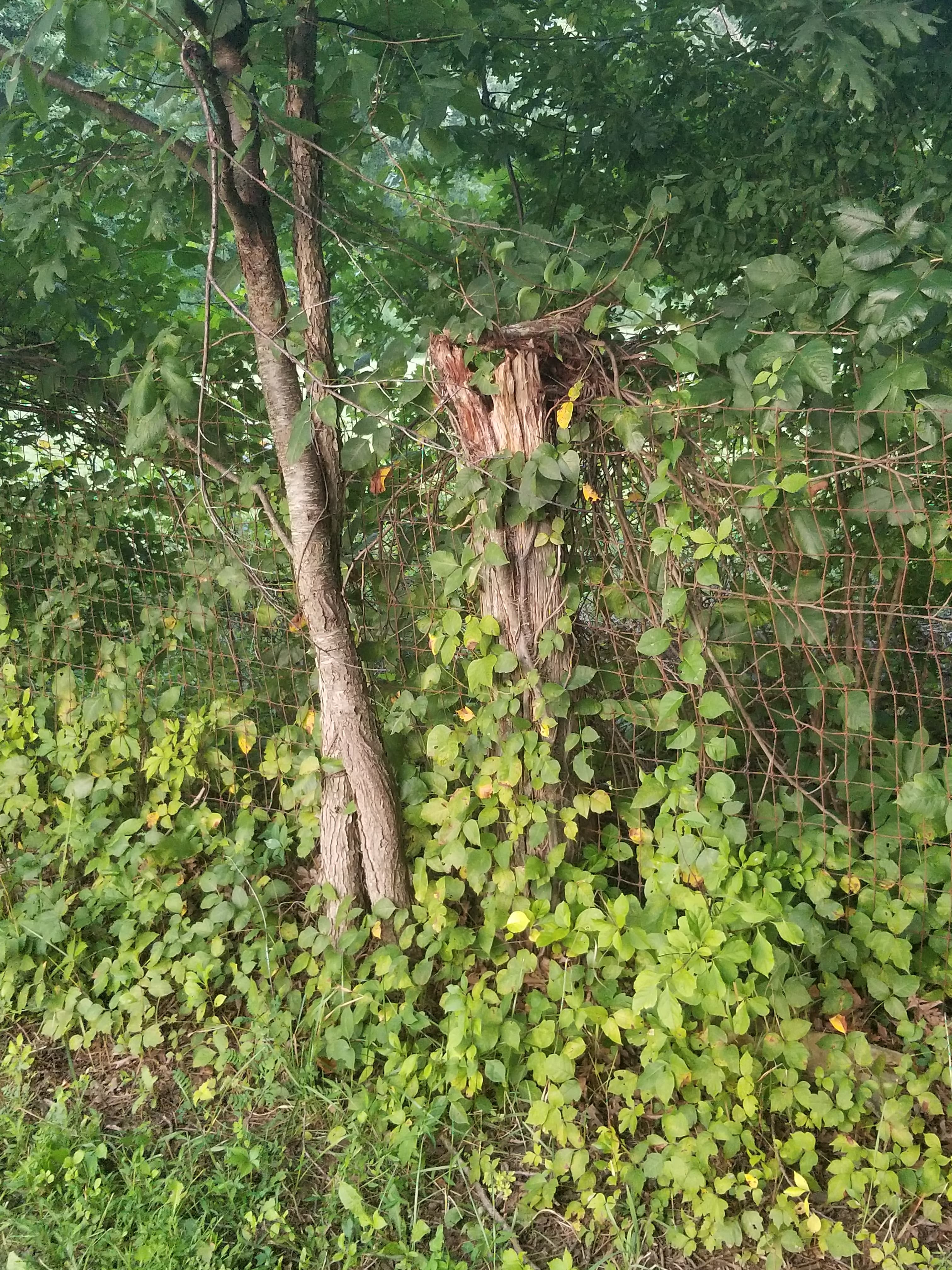 Dog Park at East County Park dog park in Warren, NJ — photo 4