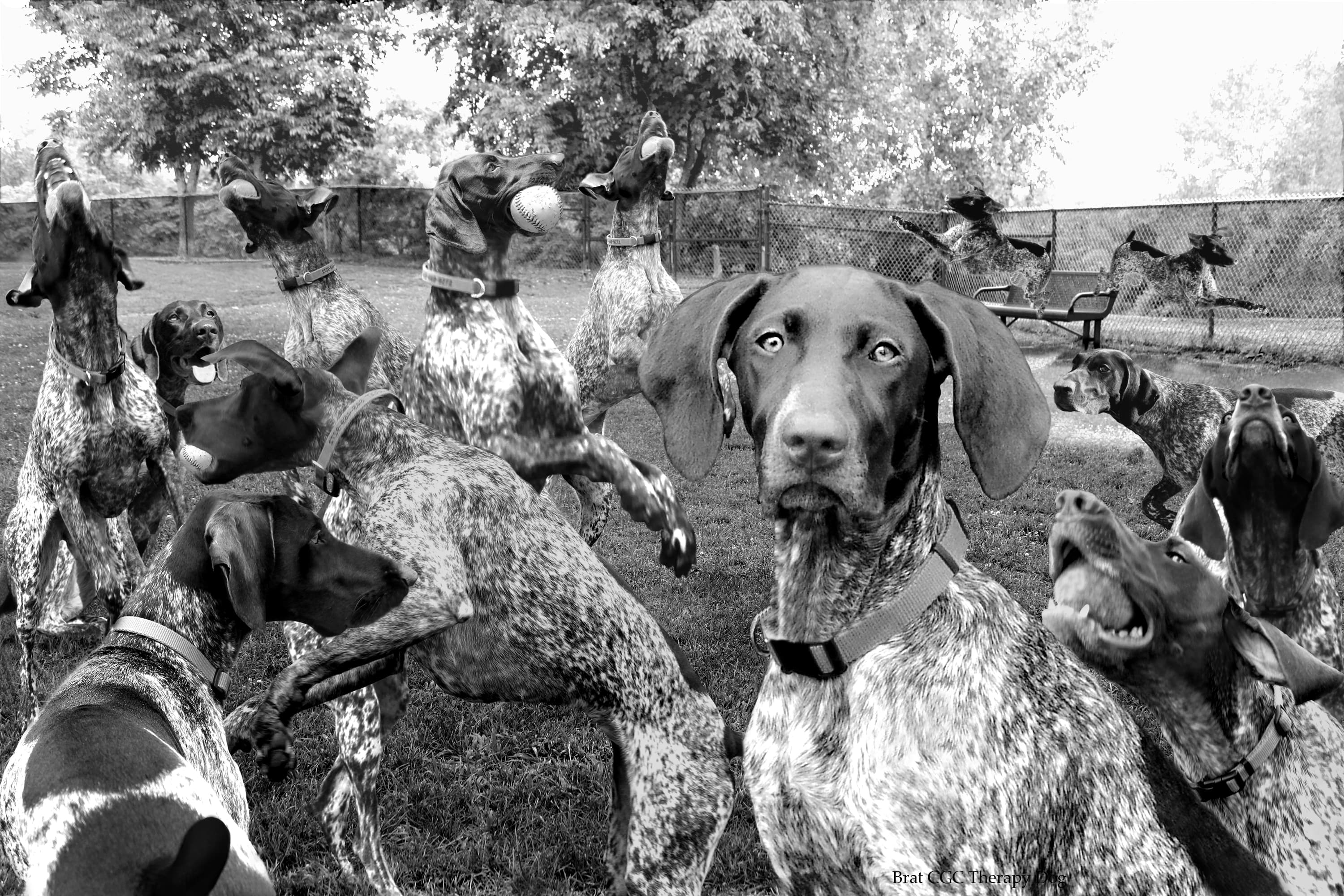 Dog Park at Thomas Bull Memorial Park dog park in Campbell Hall, NY