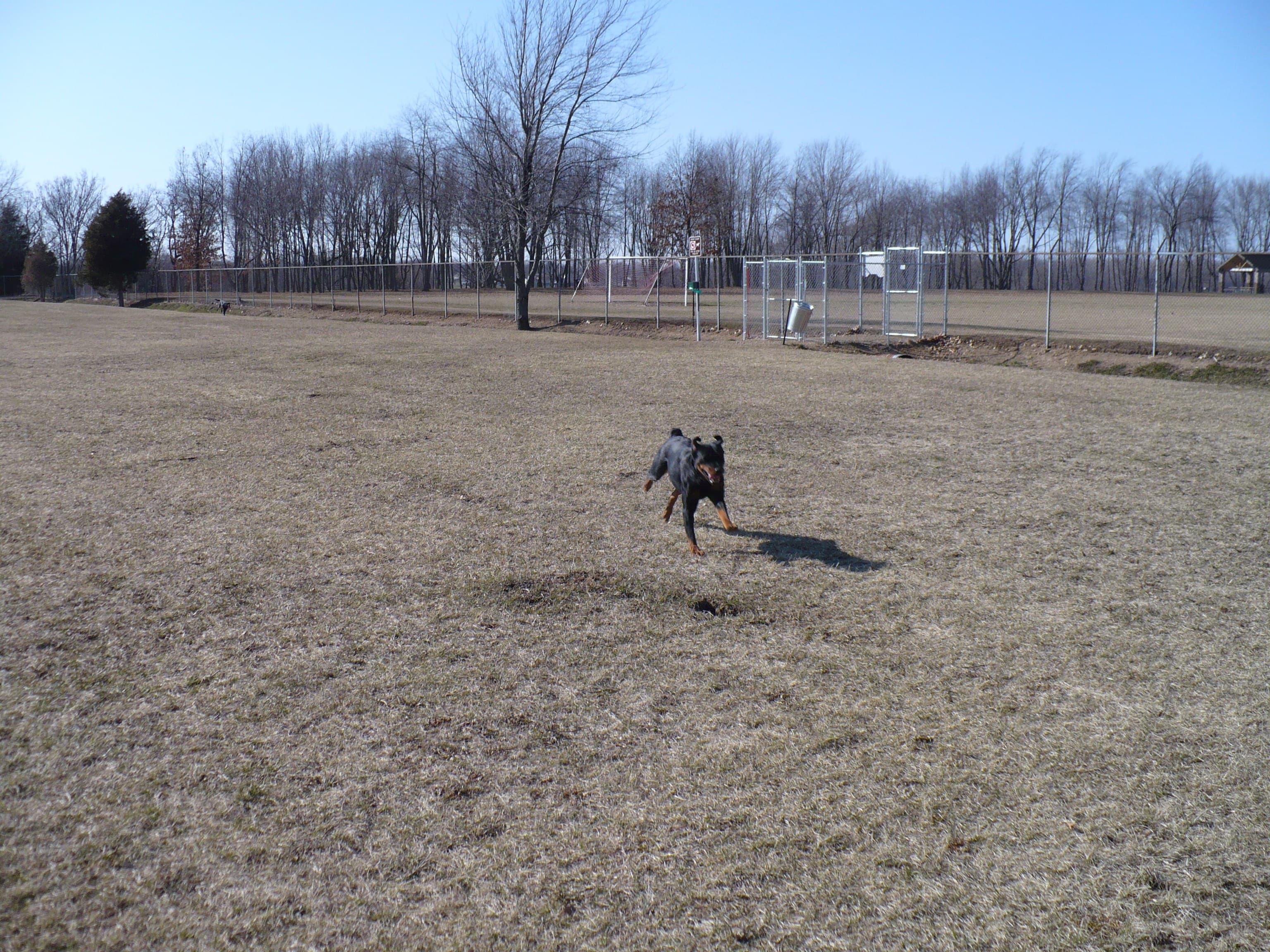 Coldwater Dog Park dog park in Coldwater, MI