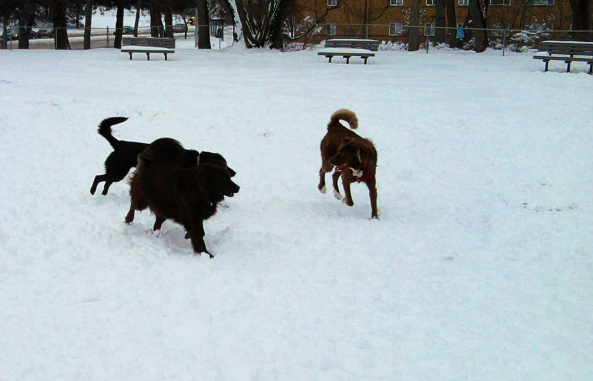Euclid Dog Park dog park in Euclid, OH — photo 2