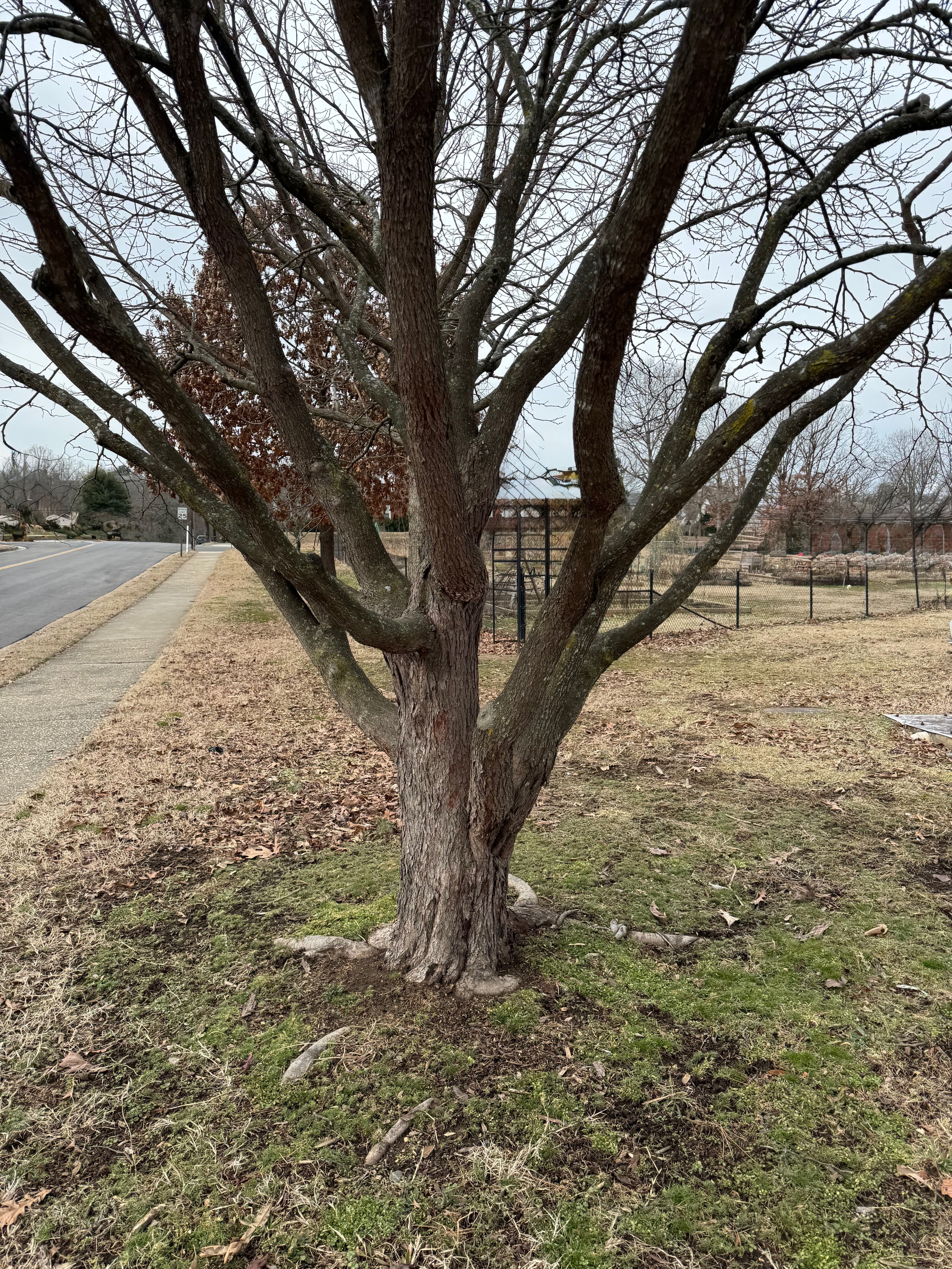 Fredericksburg Dog Park at Kenmore Park dog park in Fredericksburg, VA — photo 4