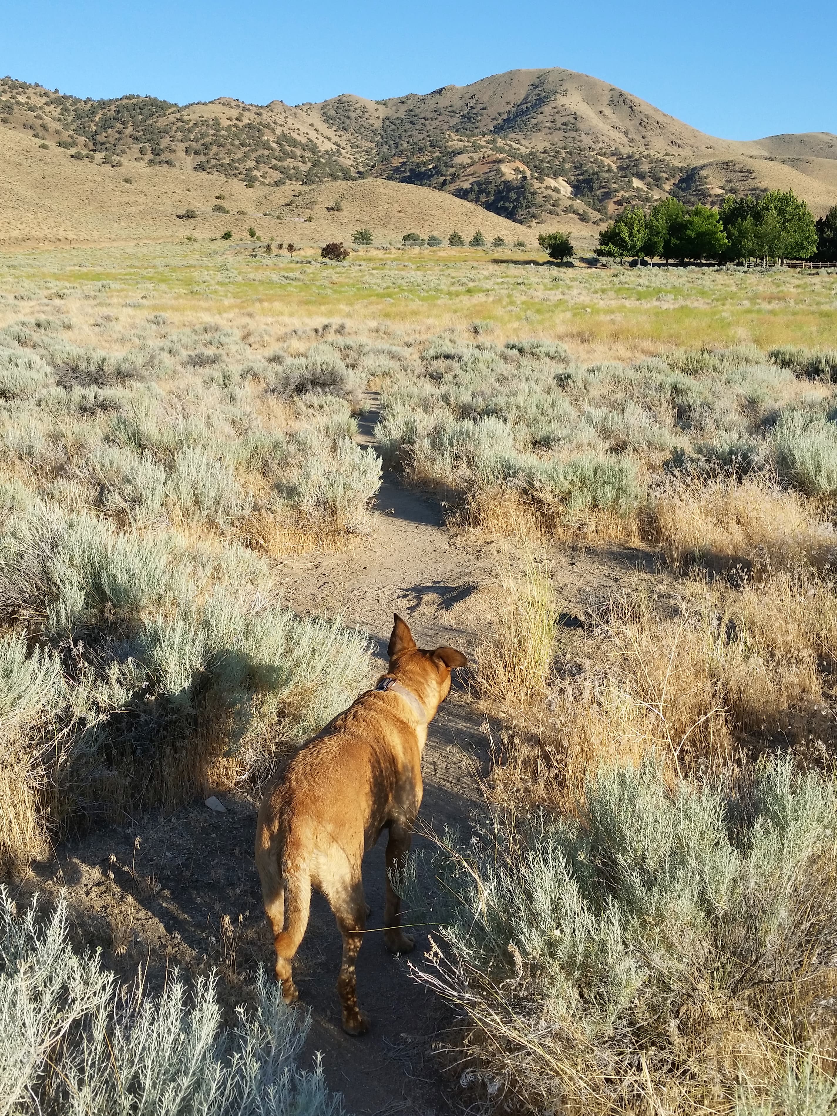 Hidden Valley Regional Park dog park in Reno, NV