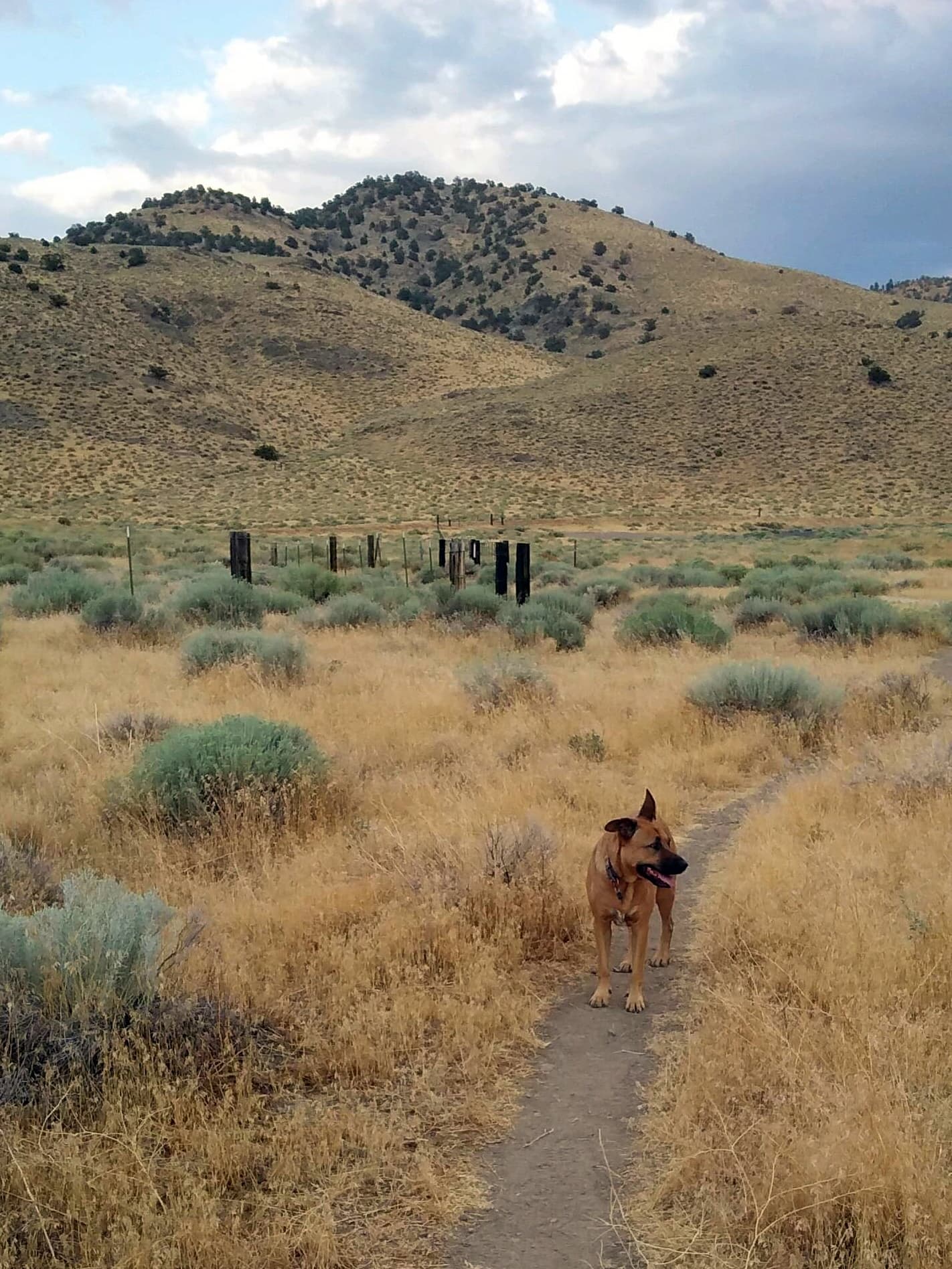 Hidden Valley Regional Park dog park in Reno, NV — photo 2