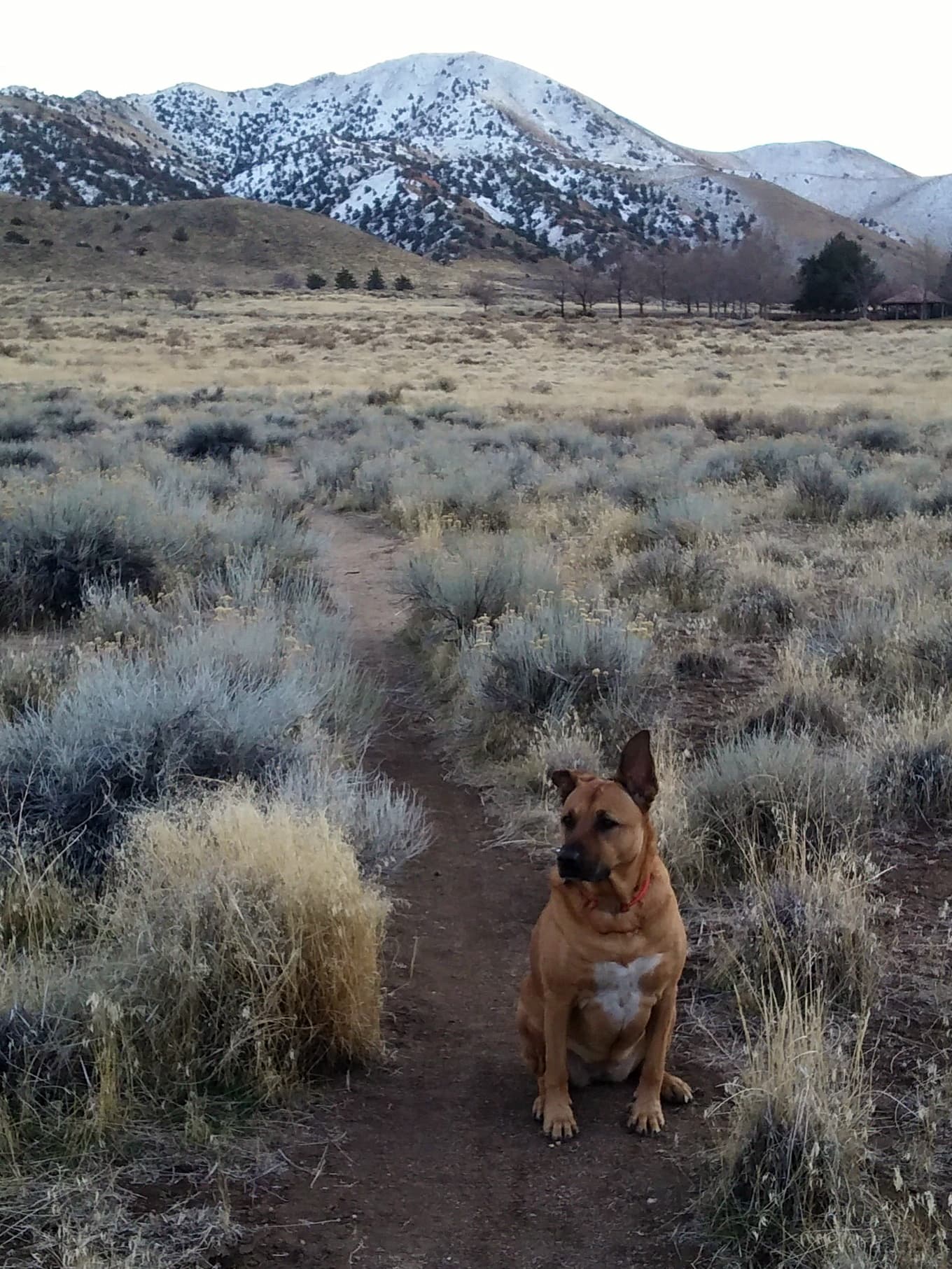 Hidden Valley Regional Park dog park in Reno, NV — photo 3