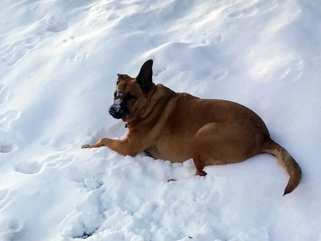 Hidden Valley Regional Park dog park in Reno, NV — photo 4