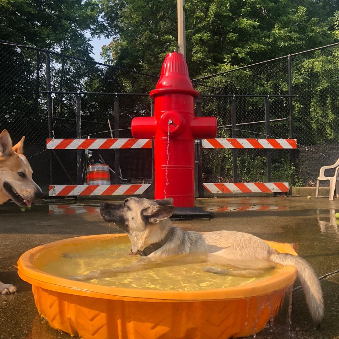 Jackson Bark dog park in Chicago, IL — photo 2