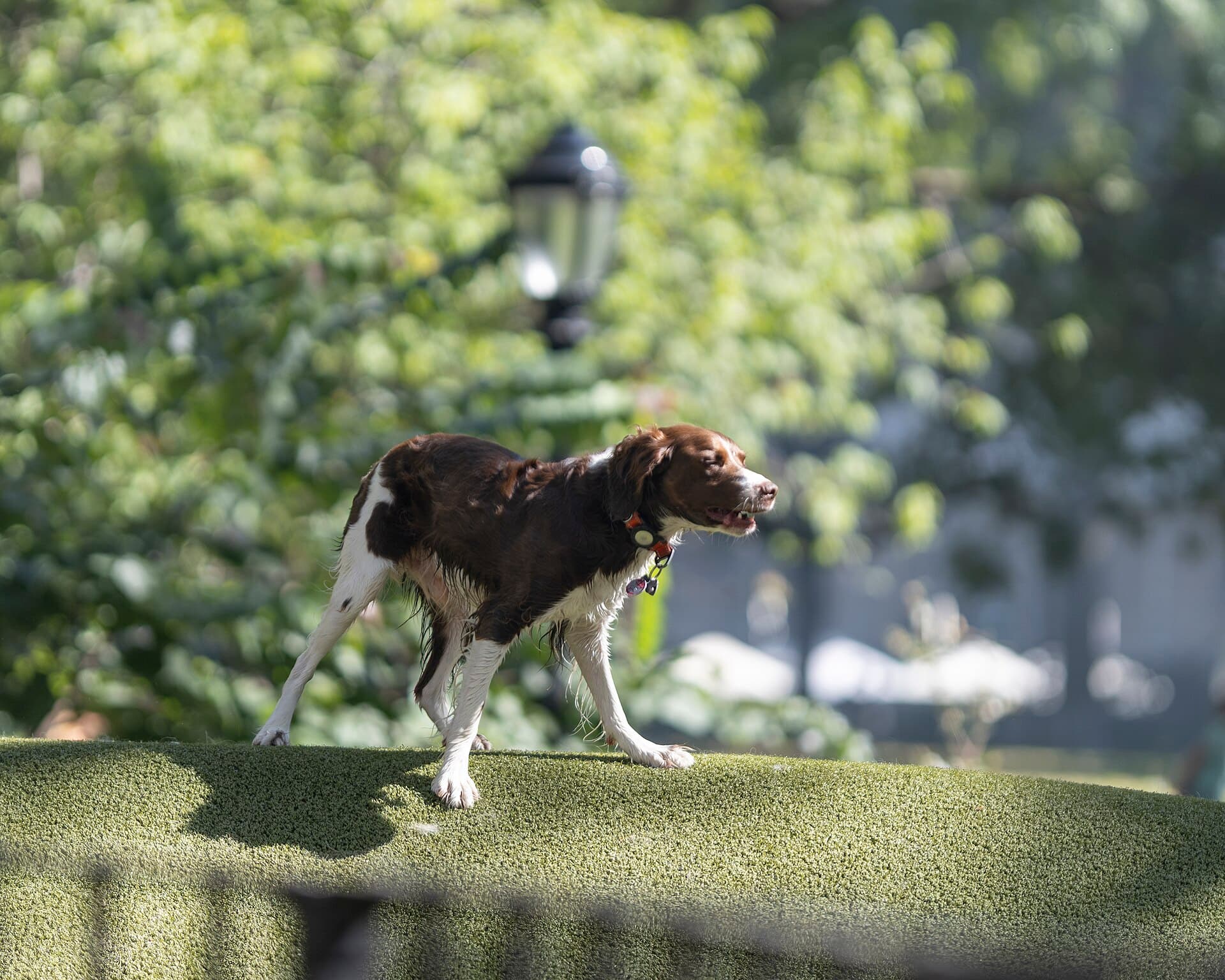 Jemmy's Dog Run at Madison Square Park dog park in New York, NY