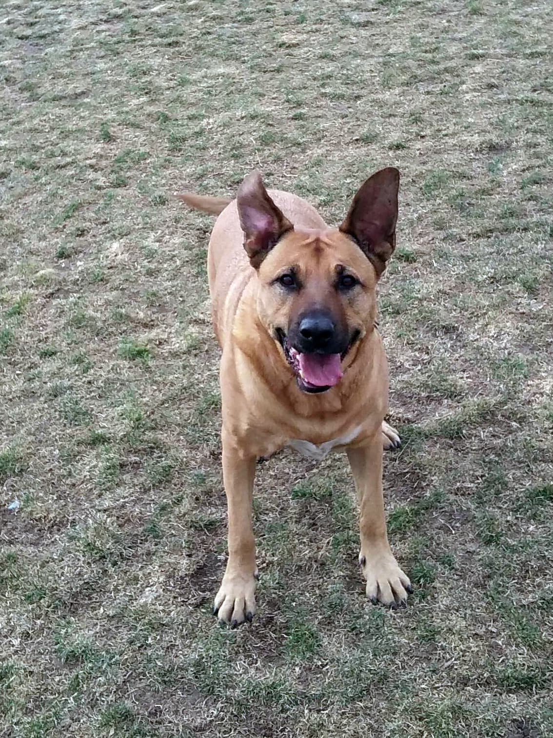 Link Piazzo Dog Park at Hidden Valley Regional Park dog park in Reno, NV