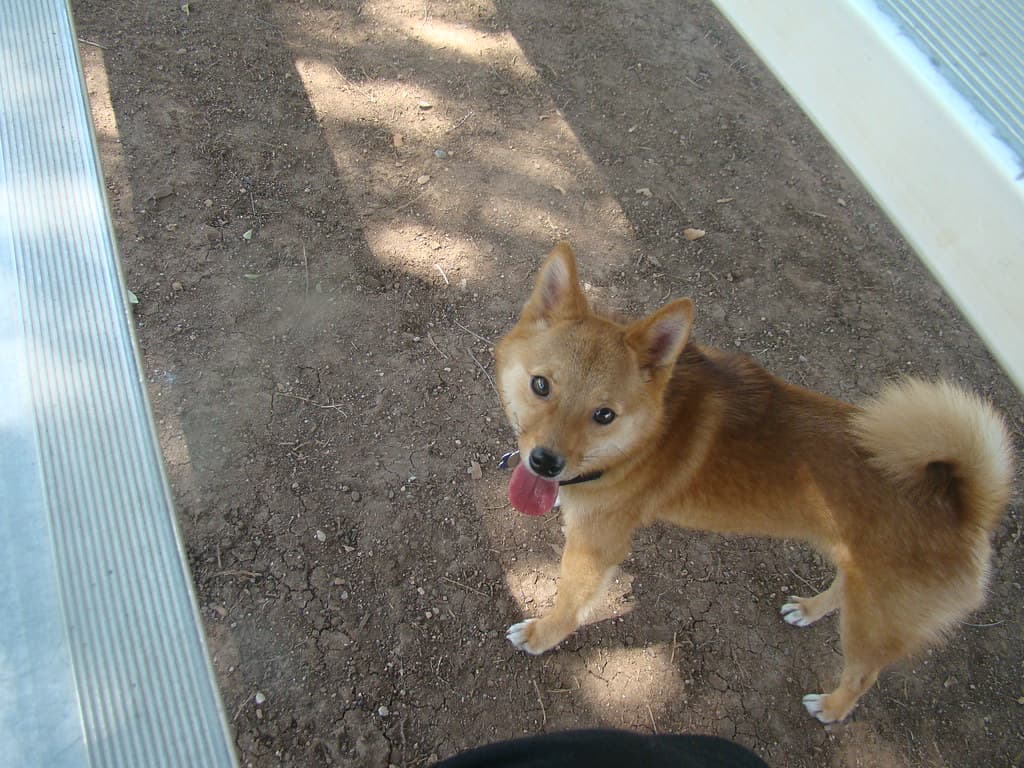 Mitchell Dog Park dog park in Tempe, AZ — photo 2