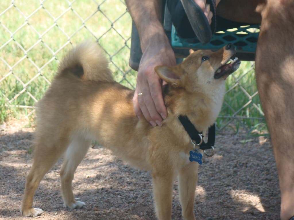Mitchell Dog Park dog park in Tempe, AZ — photo 3