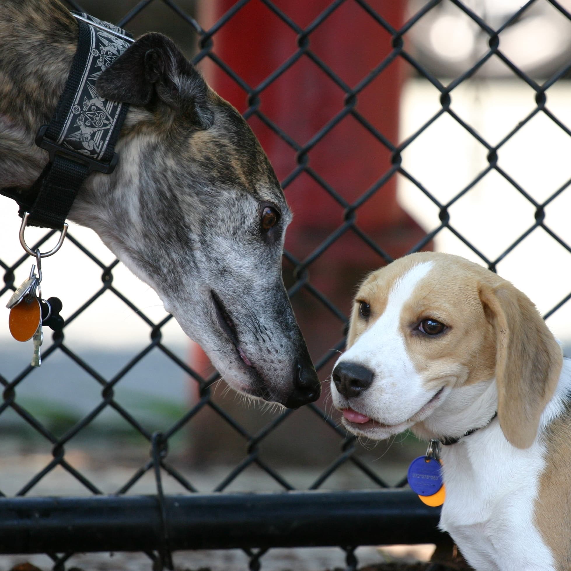 Nunziato Field & Dog Park dog park in Somerville, MA