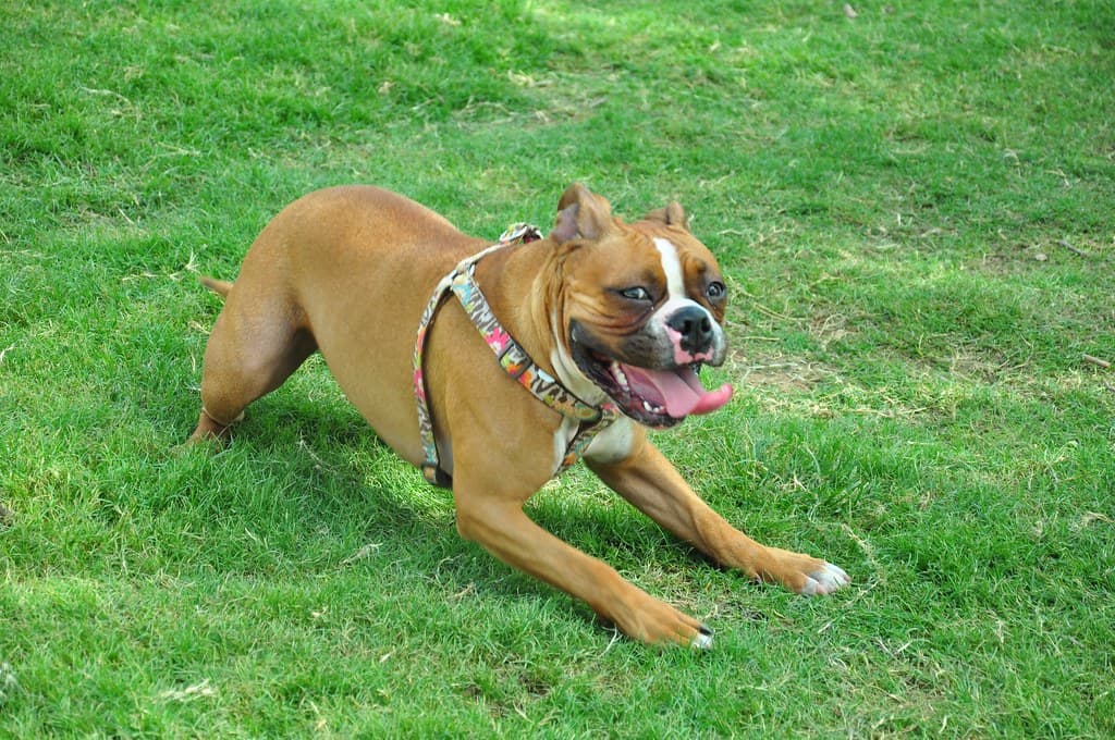 Papago Dog Park dog park in Tempe, AZ — photo 2