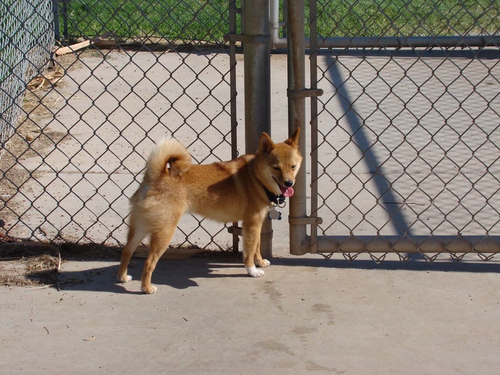 Papago Dog Park dog park in Tempe, AZ — photo 3