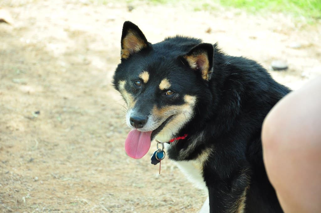 Papago Dog Park dog park in Tempe, AZ — photo 4