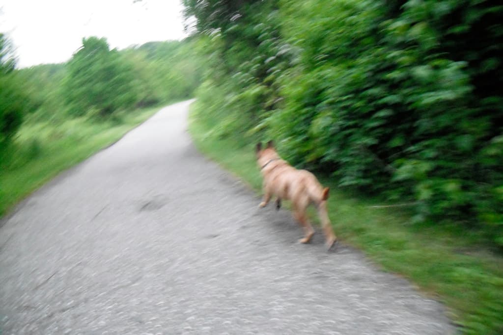 Quiet Waters Park dog park in Annapolis, MD — photo 2