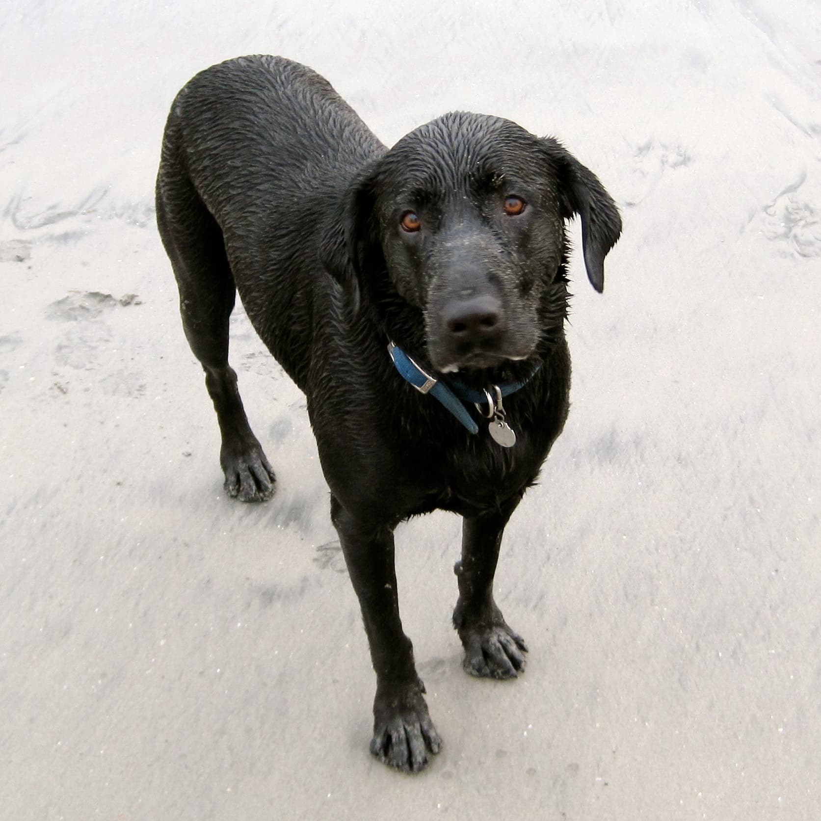 Rosie's Dog Beach dog park in Long Beach, CA — photo 2