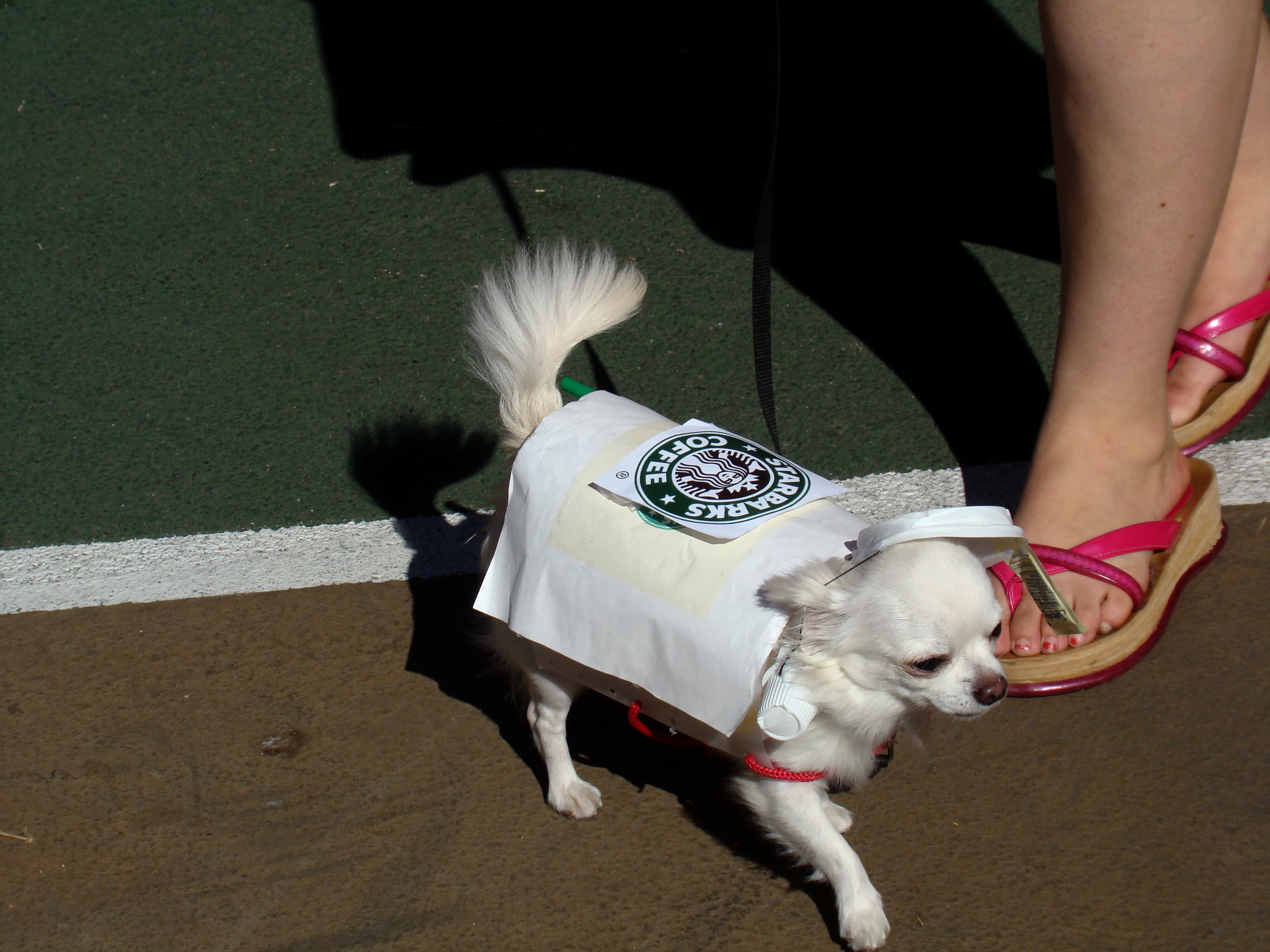 Small Dog Run dog park in New York, NY — photo 2