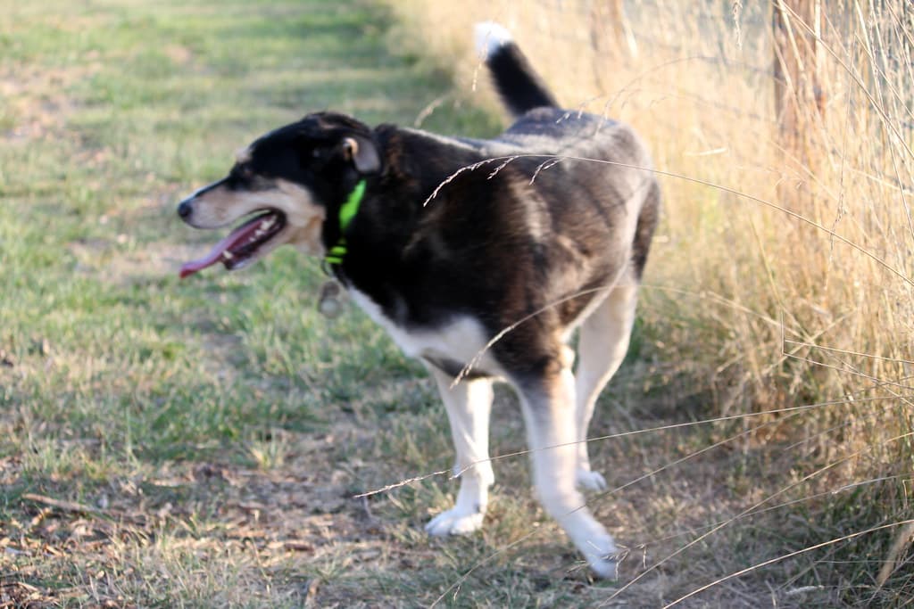 Strawberry Fields for Rover dog park in Marysville, WA — photo 2