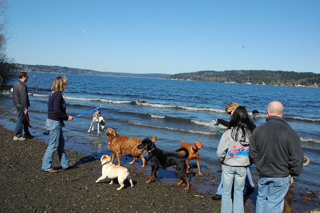 Warren G. Magnuson Park Off-Leash Dog Area dog park in Seattle, WA