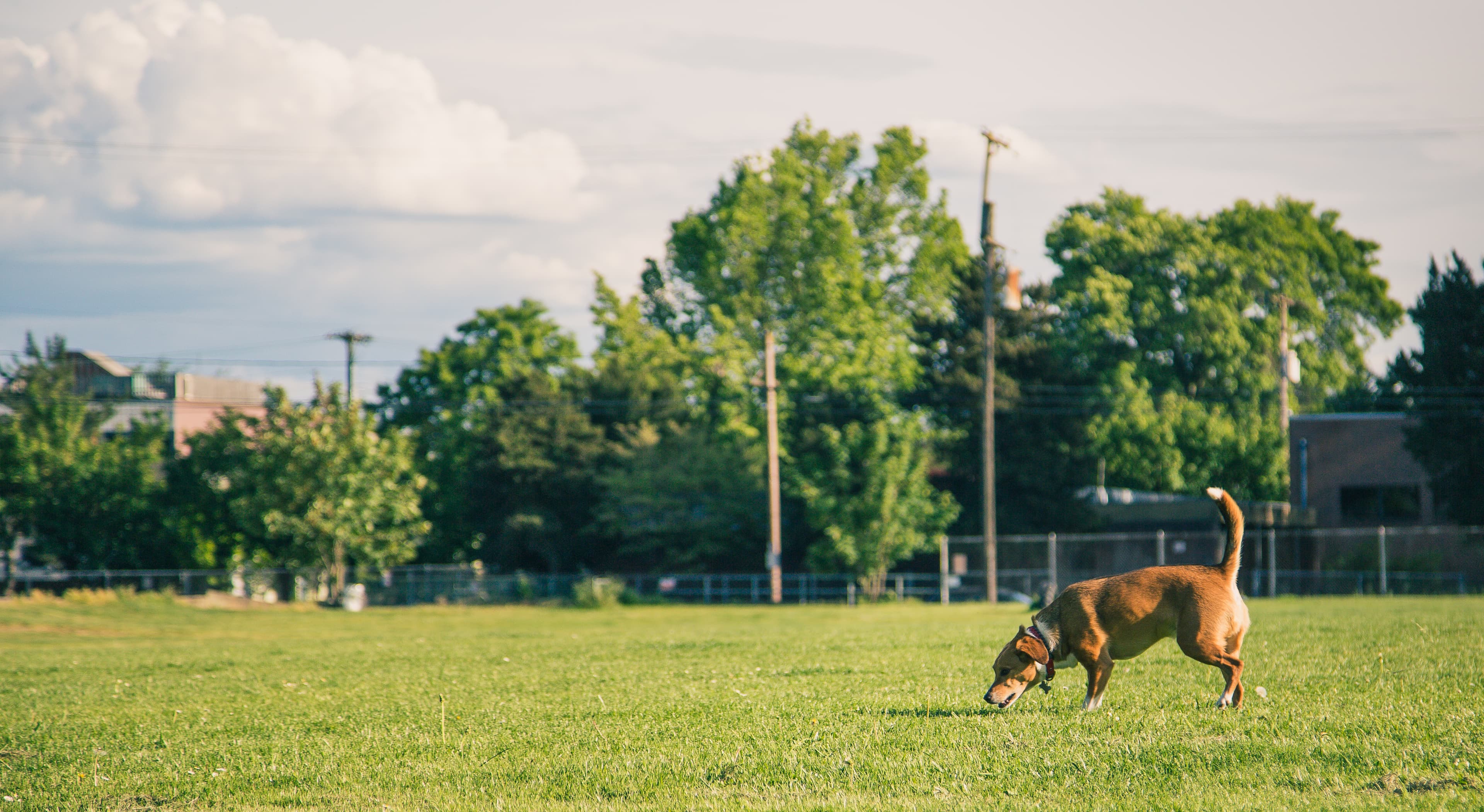 Washington High School Dog Park dog park in Portland, OR
