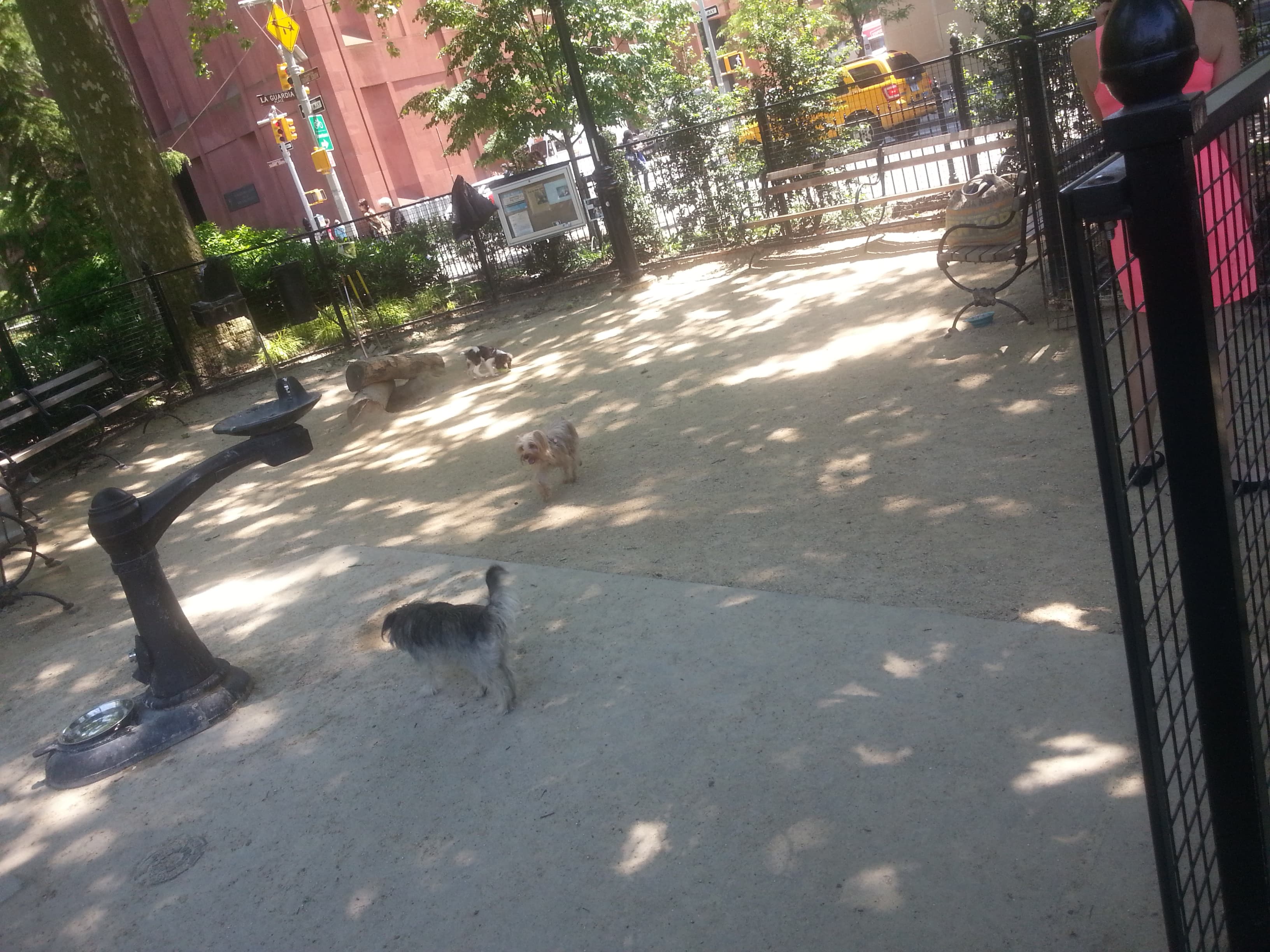 Washington Square Park Dog Run dog park in New York, NY